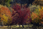 Herbst in Sanandaj