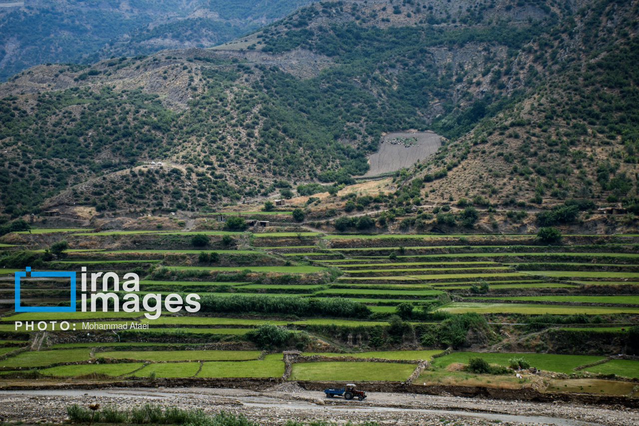 کشت پلکانی شالی در ارتفاعات استان گلستان