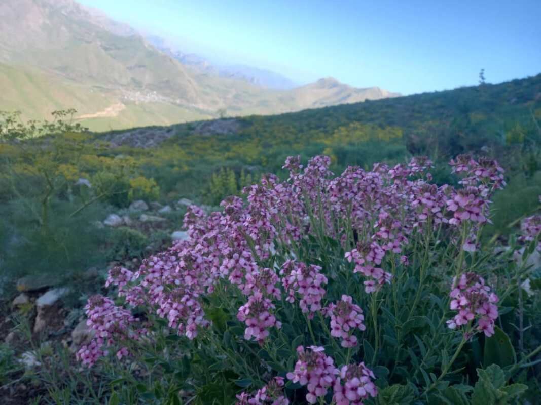 "پیرروستم" منطقه ای سرسبز برای ییلاق و قشلاق مردم هورامان تخت 3