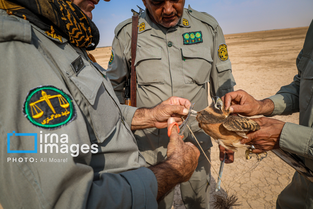 بیماری آنفلوانزای فوق حاد پرندگان در ۹۳ روستای زنجان پایش شد