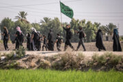 Arbaeen walk; Divaniyeh to Kufa route