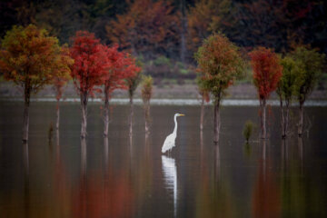 Espectáculo de color cuando el otoño llega a Mazandarán