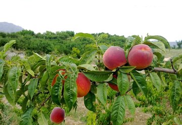 ۱۳ هزار هکتار باغ در کهگیلویه و بویراحمد برای شناسایی آفت ها پایش شد