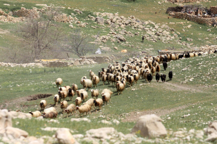 کوچ عشایر مهاباد به مناطق ییلاقی آغاز شد