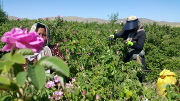 برداشت گل محمدی از مزارع «خوش آباد» ملایر