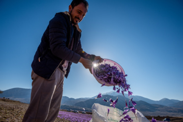 Cosecha de azafrán en el norte de Irán