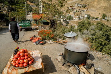 برداشت انار در «هورامان»