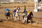 پرورش اسب و سوارکاری در استان یزد توسعه می یابد