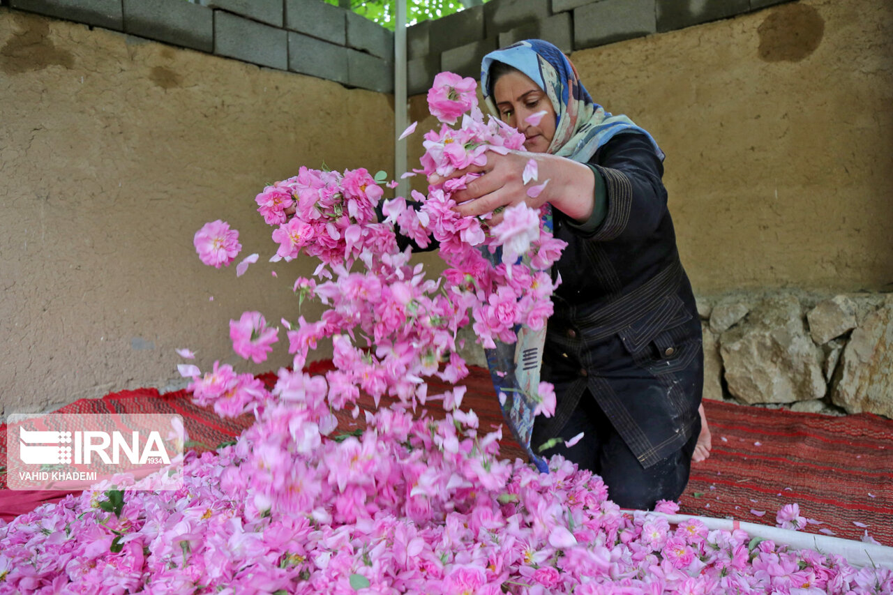 رونق بهاری بازار گل و گلاب در میبد یزد  