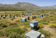 زنبورداران خراسان رضوی به خشکسالی جاخالی دادند 