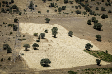 برداشت سنتی گندم از مزارع کردستان