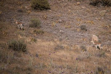 Iranian goitered gazelle