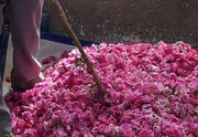۲۵۰ تن گل محمدی در سبزوار برداشت شد