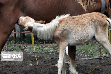 Caspian horse