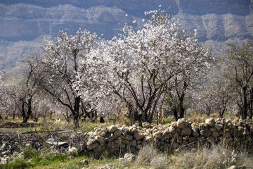 شکوفه های زمستانی در دریاچه مهارلو