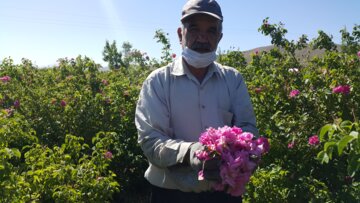 برداشت گل محمدی از مزارع «خوش آباد» ملایر