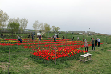 مزرعه گل های لاله در روستای اسپره خون