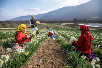 Iran : récolte des narcisses dans la province du Golestan 