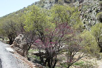 بهار زیبا در دره ارغوان