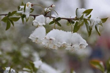 سرما بیشترین خسارت را به حوزه کشاورزی شیروان وارد کرد