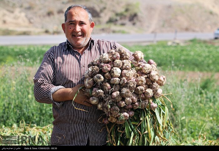 پیش بینی تولید ۱۹ هزار و ۵۰۰ تن سیر در همدان