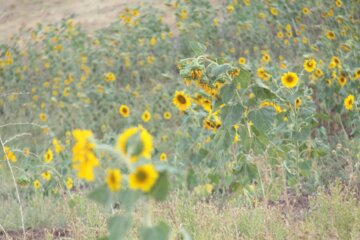 مزرعه گل‌های آفتابگردان