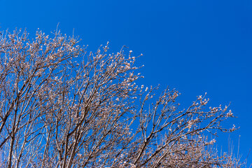 Trees blossom in Iran 