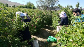 برداشت گل محمدی از مزارع «خوش آباد» ملایر