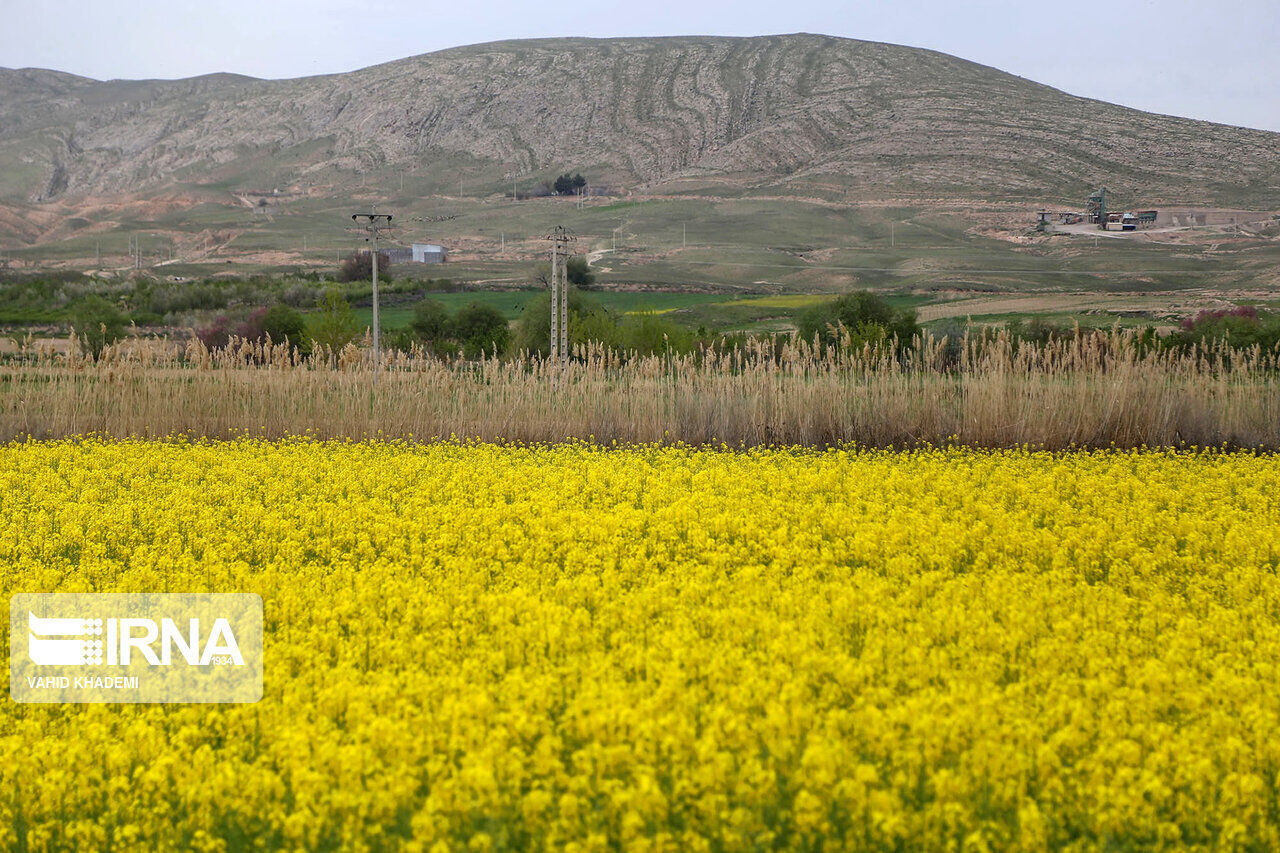 ۳ هزار هکتار از زمین‌های استان تهران زیر کشت کلزای پاییزه رفت