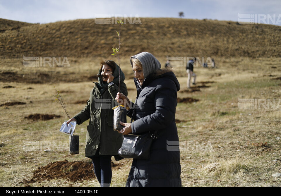 پویش مردمی بذرکاری برای احیای جنگل های زاگرس