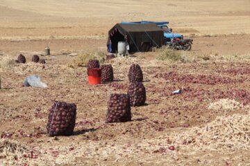 برداشت پیاز در میاندوآب