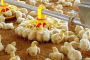جوجه‌ریزی در مرغداری‌های خوزستان ۲۲ درصد افزایش یافت