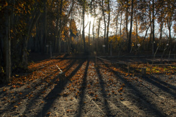 Autumn leaves in Pahlavanpur Garden