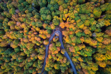 Espectáculo de color cuando el otoño llega a Mazandarán