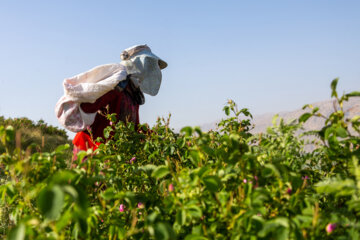 برداشت گل محمدی در چُلیچه چهارمحال و بختیاری