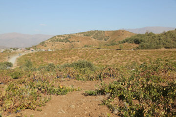 باغات انگور روستای سرنژمار