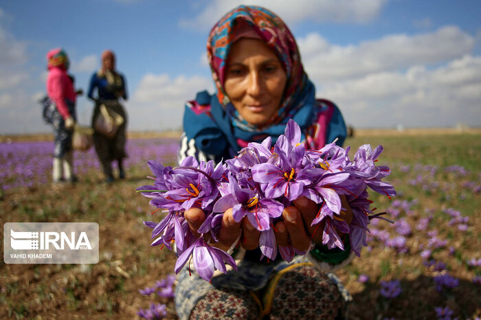 طلای سرخ خراسان شمالی در راه بورس