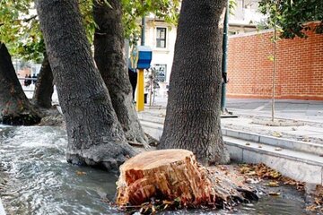 شهردار منطقه ۶: قطع درختان پردیس دانشگاه تهران غیرقانونی است