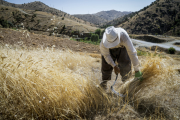 Traditional wheat harvest in western Iran