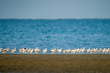 Zone humide de Khor Azini (Sirik) : une richesse de biodiversité au sud de l’Iran