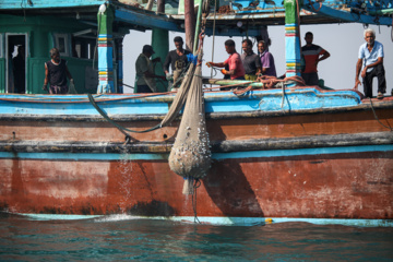 Pesca de camarones y peces en el Golfo Pérsico