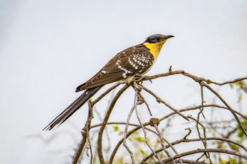 Wildlife of Chamim Region