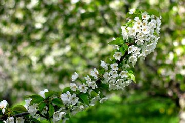 شکوفه باران باغات گیلاس اشنویه