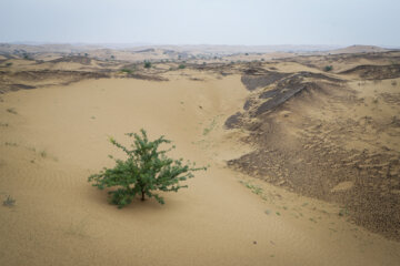 مالچ پاشی در خوزستان