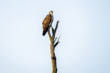 خور آذینی (سیریک)