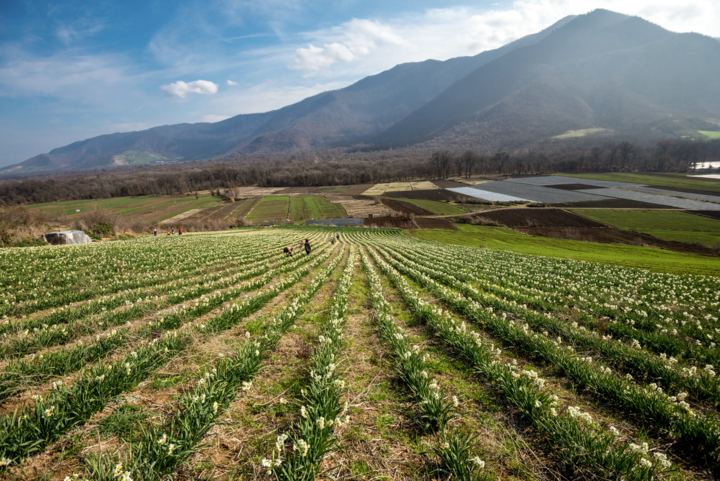 برداشت گل نرگس در مزارع روستای شیر آباد گلستان