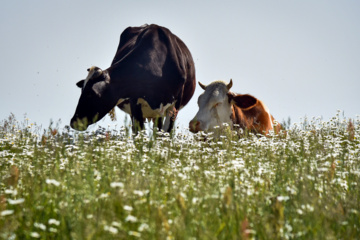 Balades et randonnées en pleine nature dans le nord de l’Iran 