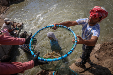 Cosecha de camarones en Chavibdeh 