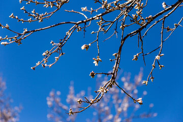 Trees blossom in Iran 