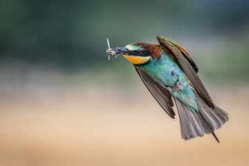 Merops apiaster